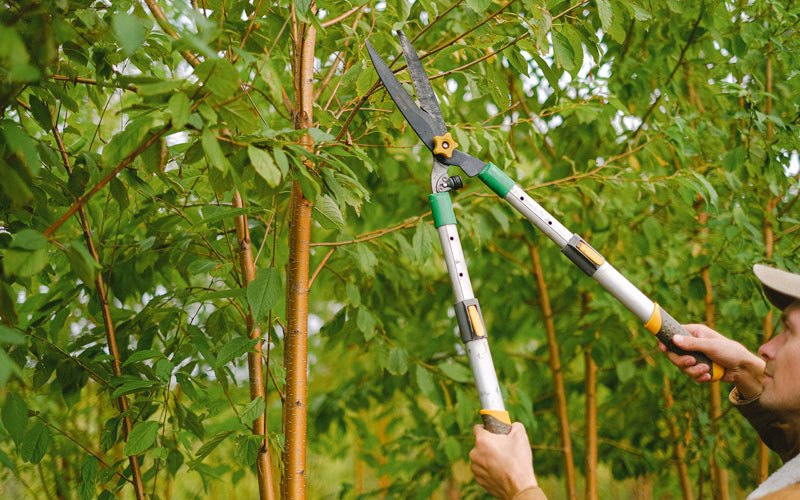 Tree trimming in Sheridan, OR